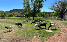 Wine Tours of Sedona23