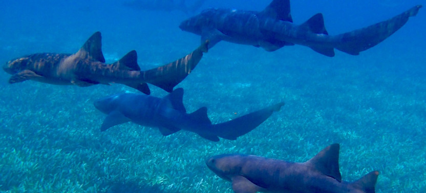 Snorkeling Holchan and Shark Ray Alley.