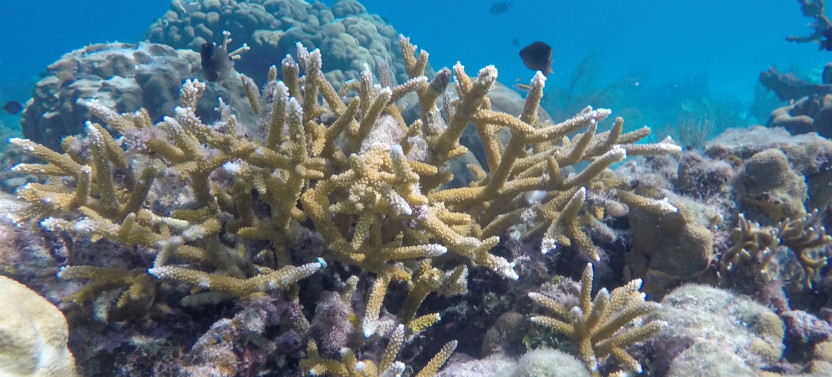 Snorkeling Holchan and Shark Ray Alley.