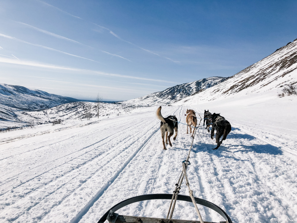 Mountain Dog Mushing Adventure Willow Project Expedition