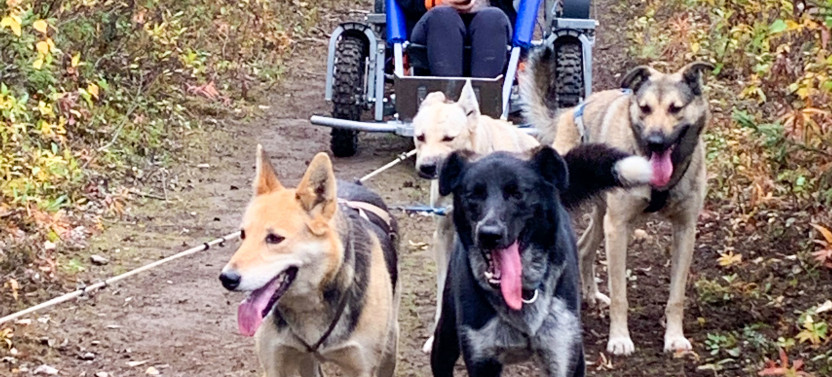 Summer Dog Sled Ride