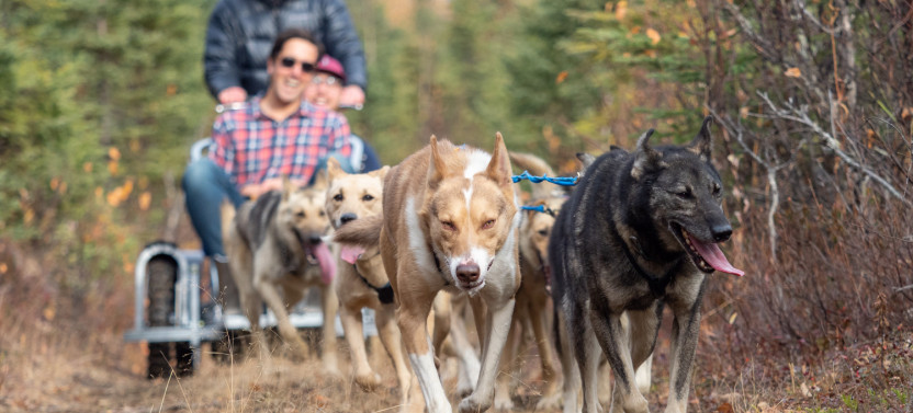 Summer Dog Sled Ride