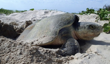 A picture of Tortuguero National Park Vacation Package - 3D/2N