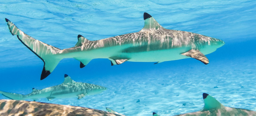 Half Day Bora Bora Lagoon Tour