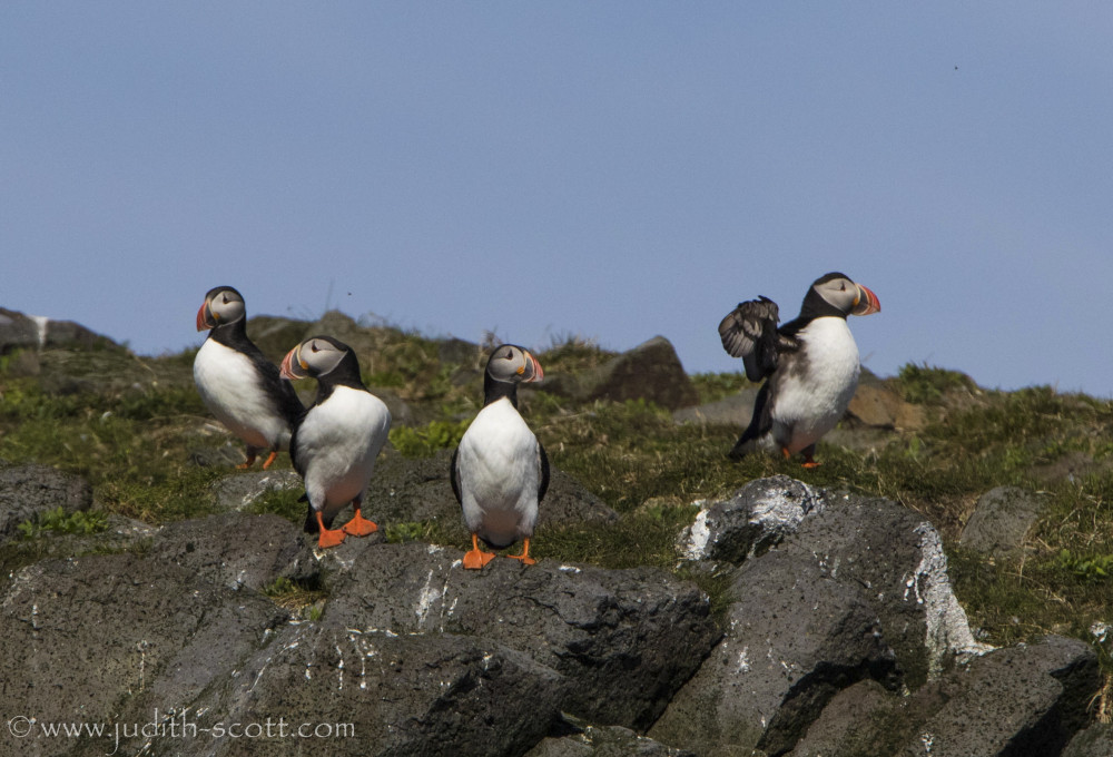 Puffin Tour from Grundarfjordur Harbour