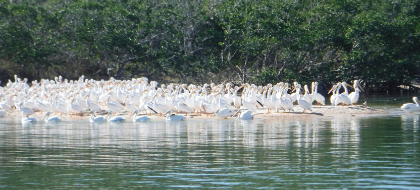 Everglades Birding, Dolphin, & Wildlife Boat Tour