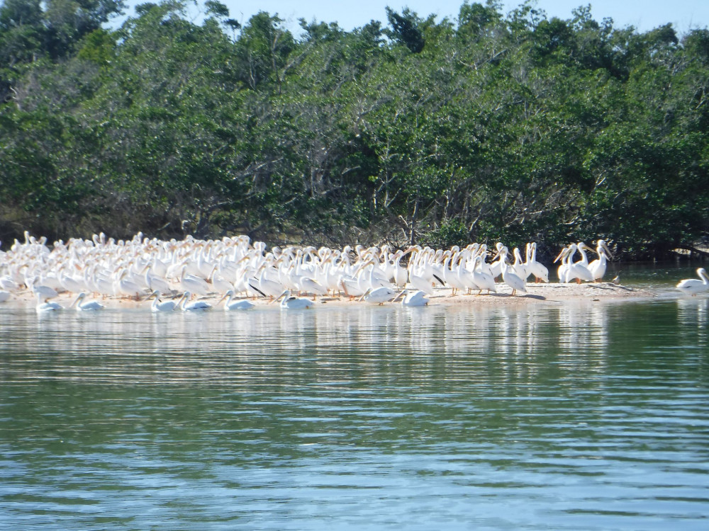 Everglades Birding, Dolphin, & Wildlife Boat Tour