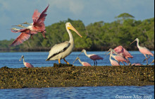 Everglades Area Tours6