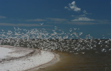 Everglades Area Tours7