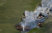 Everglades Area Tours2