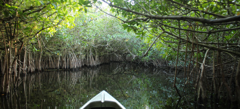 Mangrove Tunnel Kayak Eco Tour