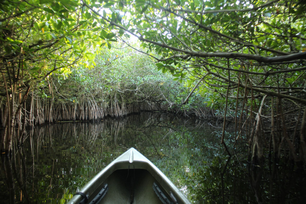Mangrove Tunnel Kayak Eco Tour Everglades City Project Expedition