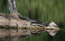 Everglades Area Tours4