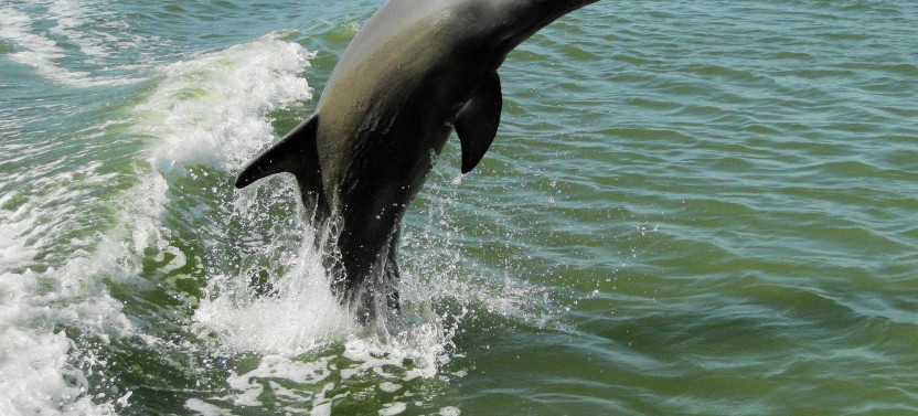 Private Photo Safari Tour