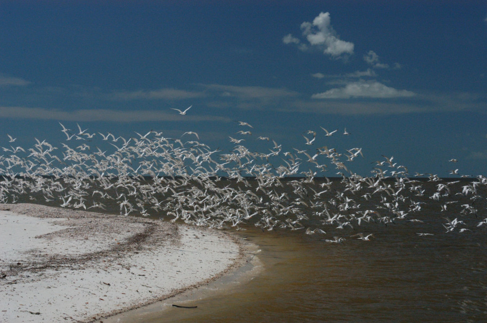 Everglades Area Tours