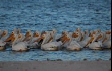 Everglades Area Tours3