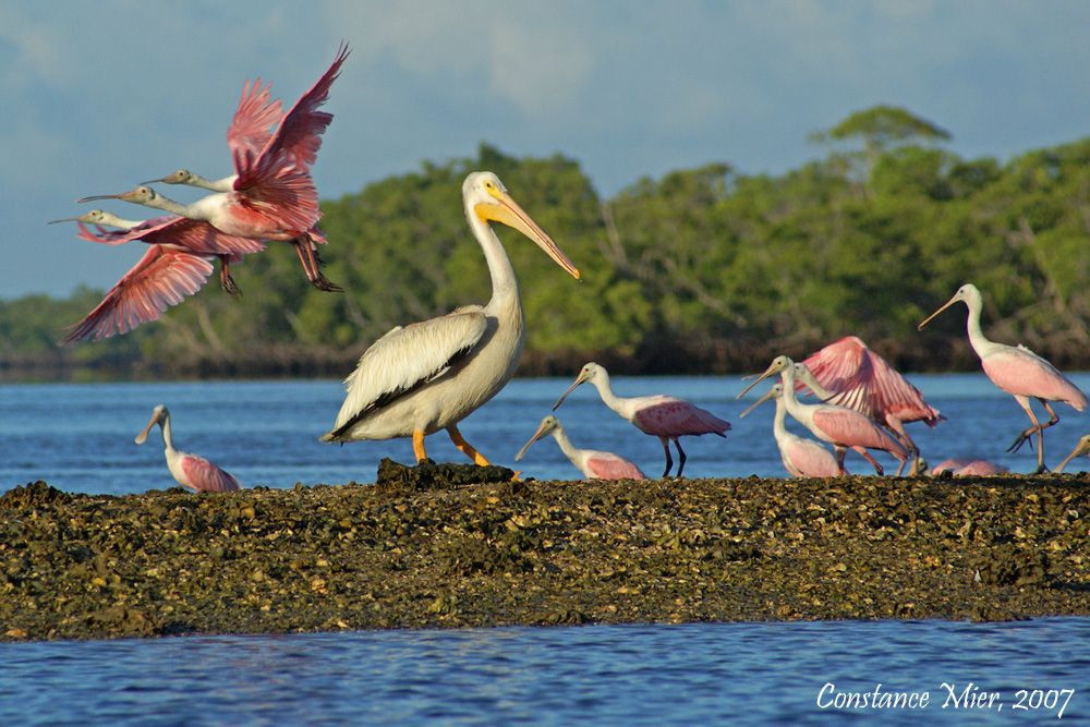 Everglades National Park Sea Kayak Tour