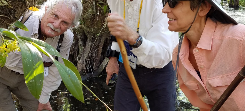 Guided Swamp Walk