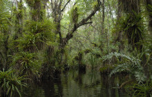 Everglades Area Tours5