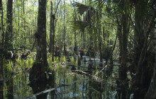 Everglades Area Tours7