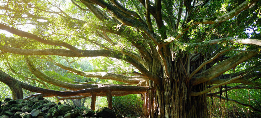 Private Bamboo Forest Trek