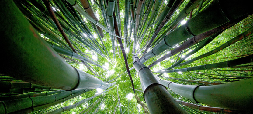 Private Bamboo Forest Trek