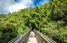 Private Bamboo Forest Trek