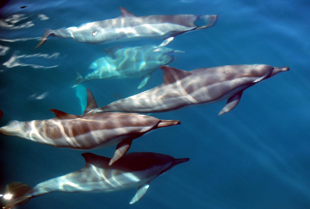 Moorea Expedition Project Expedition