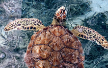 Turtle Eco Tour
