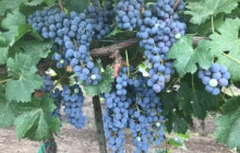 Wine Tours of Sedona9