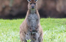 Kangaroo Island Trails11