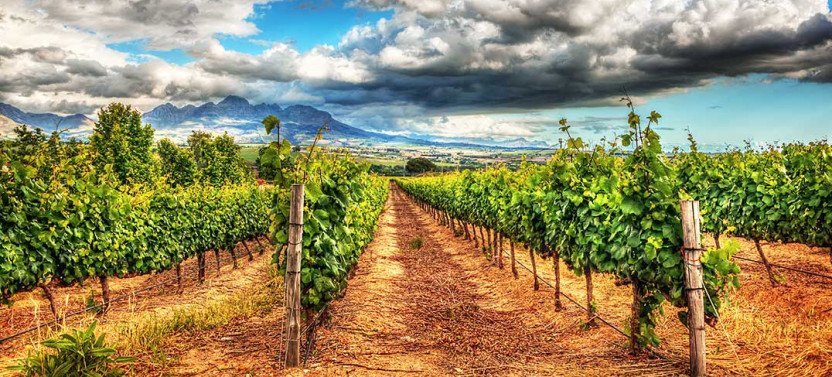 Alcantara Estate Vineyard Tasting Experience