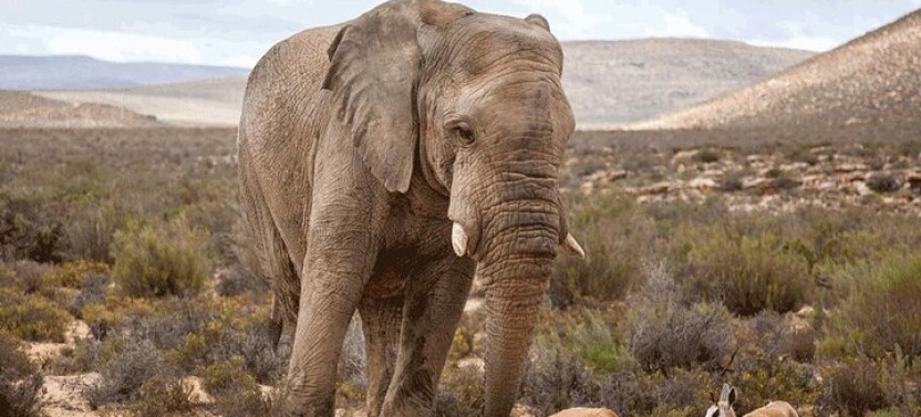 Private: Big 5 Safari at Aquila Game Reserve from Cape Town