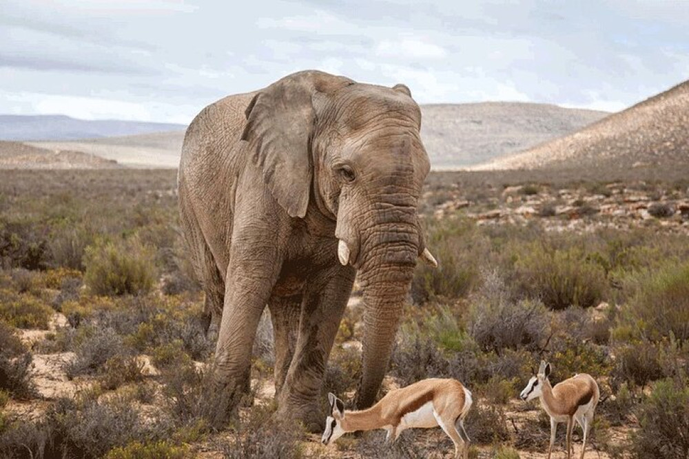 Private: Big 5 Safari at Aquila Game Reserve from Cape Town