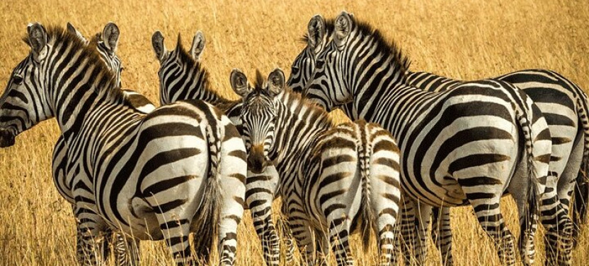 Private: Big 5 Safari at Aquila Game Reserve from Cape Town