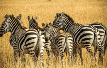 HYM Cape Tours PTY LTD2