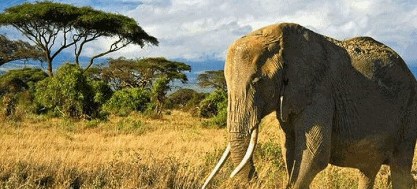 Private: Big 5 Safari at Aquila Game Reserve from Cape Town