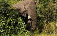 HYM Cape Tours PTY LTD5