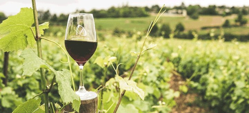 Private Winelands and Stellenbosch Franschhoek Wine Tasting Tour
