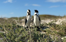 HYM Cape Tours PTY LTD4
