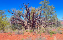 Wine Tours of Sedona7