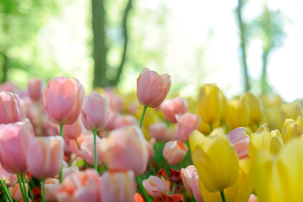 Delft and Keukenhof Gardens Tour from Brussels