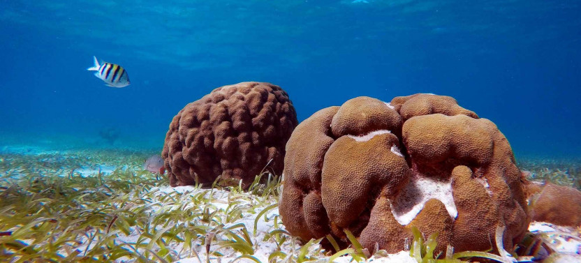 PADI Discover Scuba Diving