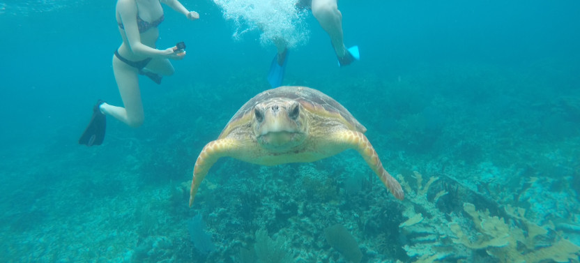 Full Day Snorkel & Caye Caulker