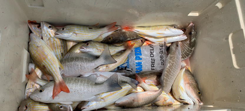 Reef Fishing: Half Day