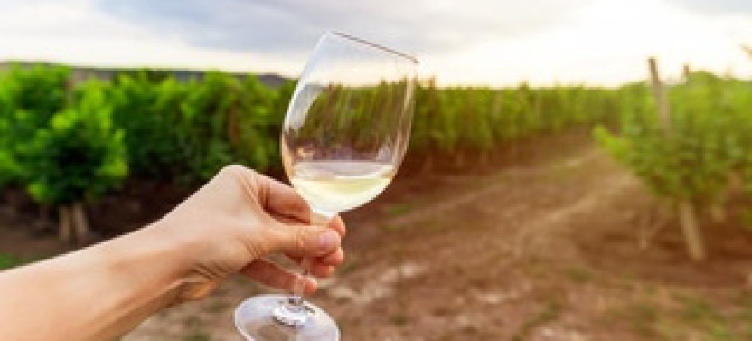 Views of the Vineyards