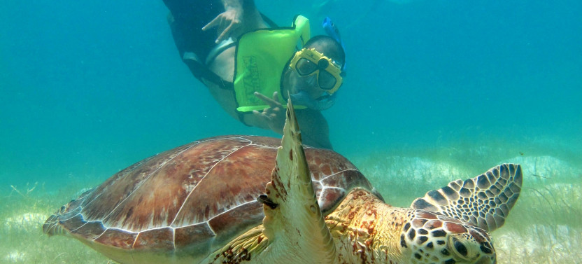 Private Turtles & Cenotes Tour