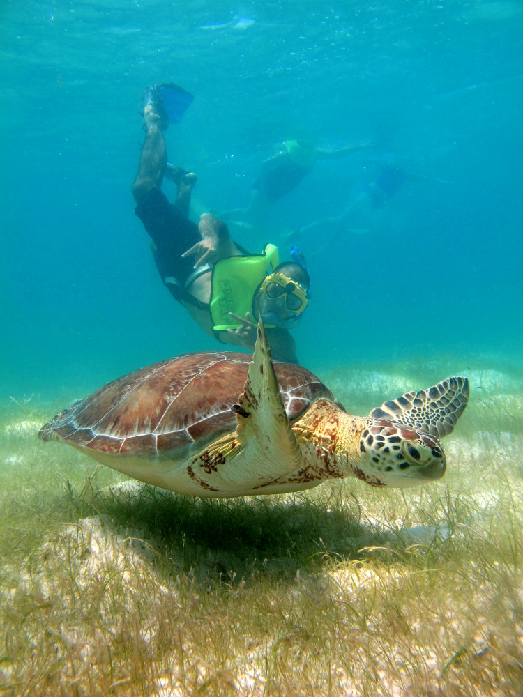 turtles and cenotes playa del carmen