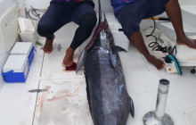 Big Marlin Punta Cana17