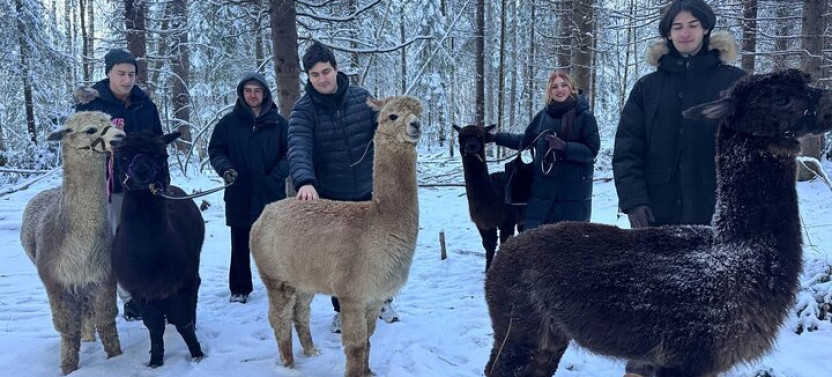 Helsinki: Alpaca Farm Tour with a Guided Walk (Private)